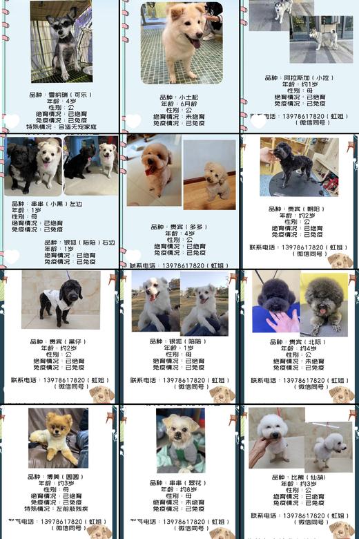 #以领养代替购买#给TA一个家 救助帮助流浪动物（本链接勿拍，仅提供领养信息） 商品图9