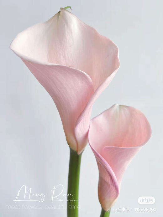 国产马蹄莲-【火烈鸟】粉 商品图1