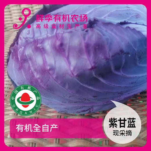 年卡-紫衣甘蓝500g 商品图0
