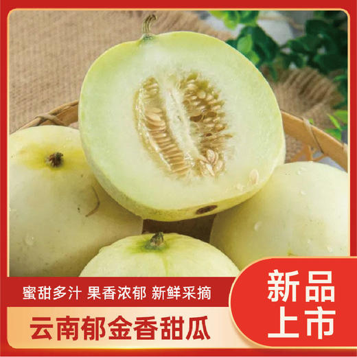 【郁金香小甜瓜】 现摘现发，头茬小香瓜，皮薄肉厚细腻香甜水份充足，可食率85%以上，解腻开胃 商品图0