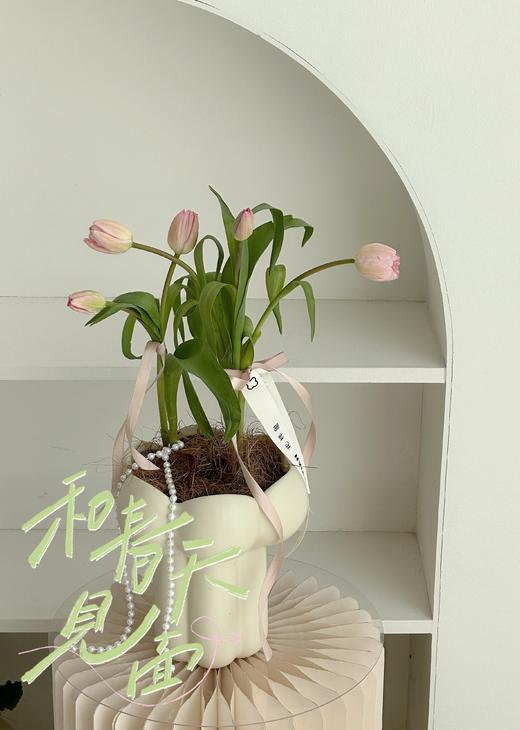 郁金香盆栽（每盆形态不同，介意慎拍） 商品图1