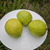 生态白肉番石榴 （脆口）| 绿家自产 *Eco-Carmine guava | Self-production 商品缩略图1