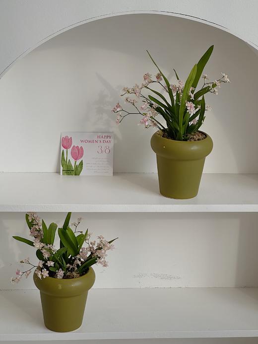 梦香兰盆栽（每盆形态不同，介意慎拍） 商品图1