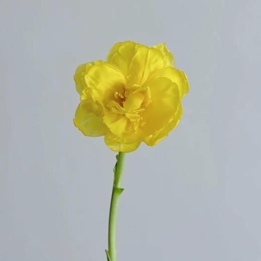 班戟郁金香鲜切花9支 商品图4