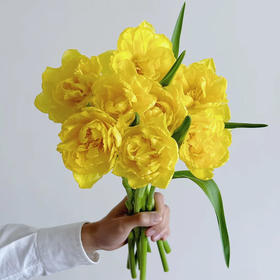 班戟郁金香鲜切花9支