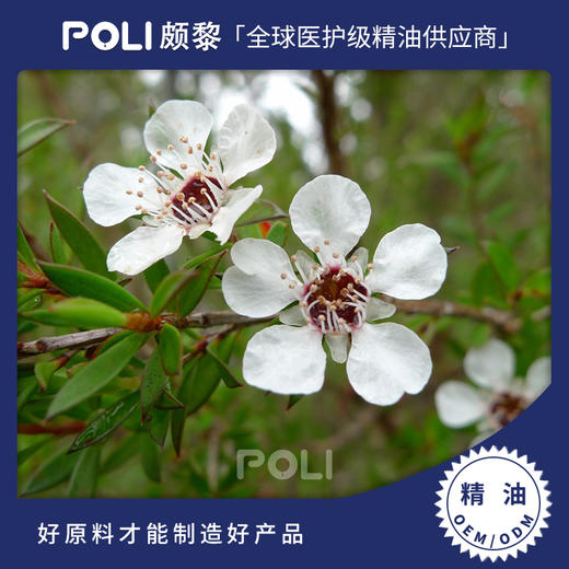 澳大利亚进口松红梅精油原料澳大利亚进口精油面部护理精油颇黎精油 商品图0