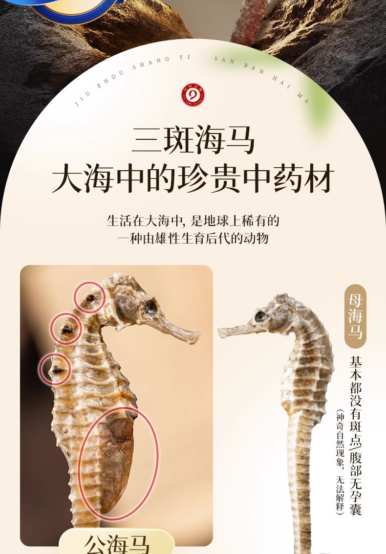 海马干货中药材补品三斑泡酒公母配对中草药材店铺大全海龙泡酒料