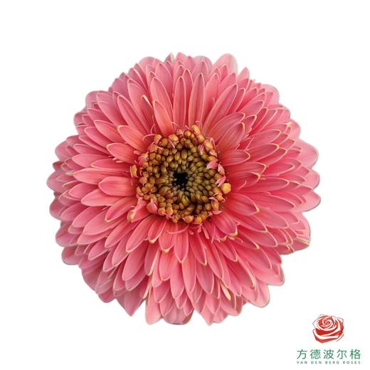 非洲菊 XXS 重瓣凯蒂泡泡 10枝/扎 商品图0