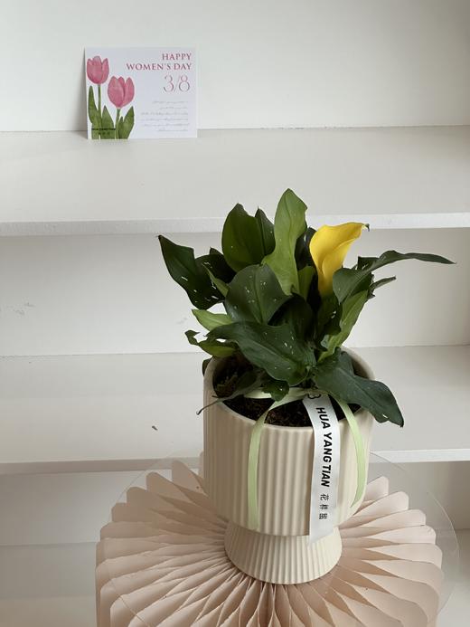 马蹄莲盆栽（每盆形态不同，介意慎拍） 商品图3