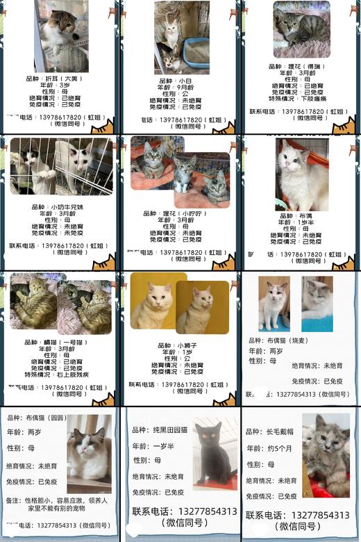 #以领养代替购买#给TA一个家 救助帮助流浪动物（本链接勿拍，仅提供领养信息） 商品图6