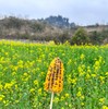 【巴南天堂坝】独属于主城的油菜花田~ 商品缩略图1