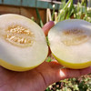 【郁金香小甜瓜】 现摘现发，头茬小香瓜，皮薄肉厚细腻香甜水份充足，可食率85%以上，解腻开胃 商品缩略图3