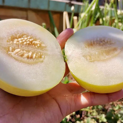 【郁金香小甜瓜】 现摘现发，头茬小香瓜，皮薄肉厚细腻香甜水份充足，可食率85%以上，解腻开胃 商品图3