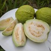 生态白肉番石榴 （脆口）| 绿家自产 *Eco-Carmine guava | Self-production 商品缩略图0