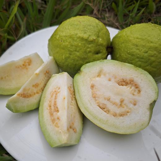 生态白肉番石榴 （脆口）| 绿家自产 *Eco-Carmine guava | Self-production 商品图0
