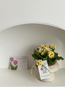 望春盆栽（每盆形态不同，介意慎拍）