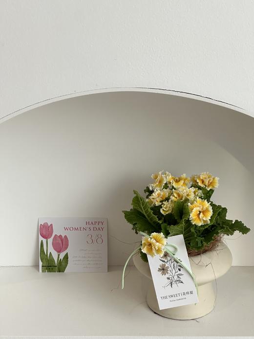 望春盆栽（每盆形态不同，介意慎拍） 商品图0