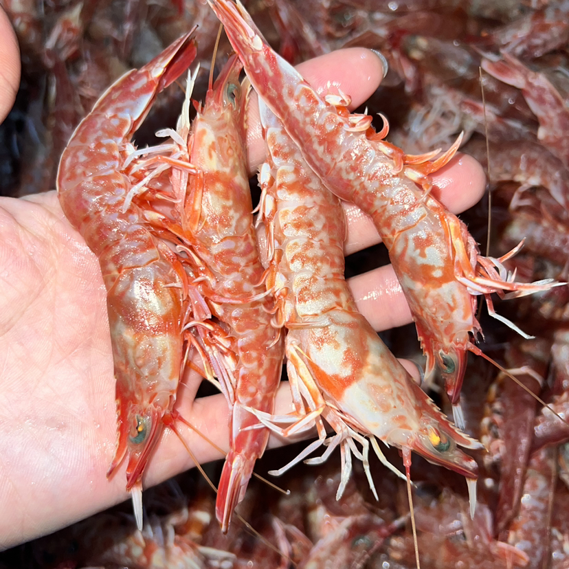 【野生樱花虾】纯正野生海虾，速冻锁鲜，肉质Q弹，营养美味，妈鲜乐广东潮汕海鲜基地发货