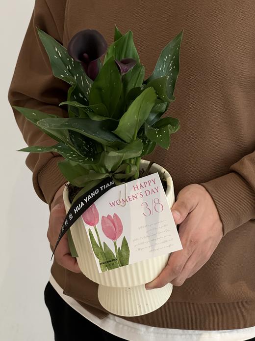 马蹄莲盆栽（每盆形态不同，介意慎拍） 商品图5