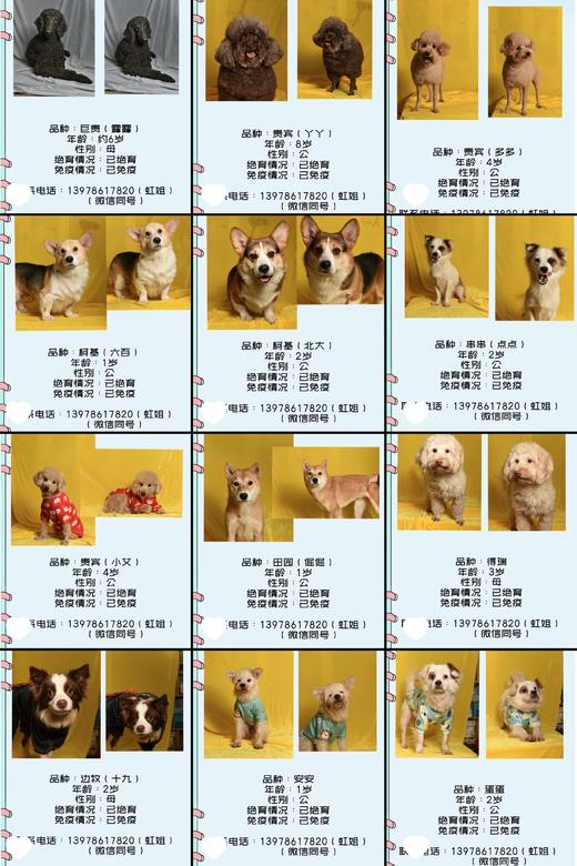 #以领养代替购买#给TA一个家 救助帮助流浪动物（本链接勿拍，仅提供领养信息） 商品图4