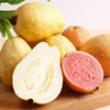 奶油芭乐新鲜水果正宗软糯奶油潘石榴软糯香甜 树上熟的奶油芭乐 营养价值高 商品缩略图0