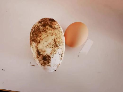 鹅蛋（4个/盒）重量一斤约3个 商品图1