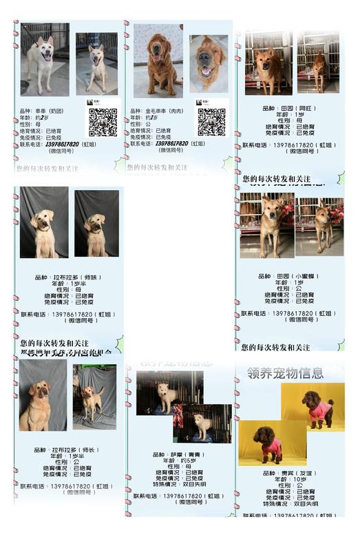 #以领养代替购买#给TA一个家 救助帮助流浪动物（本链接勿拍，仅提供领养信息） 商品图5