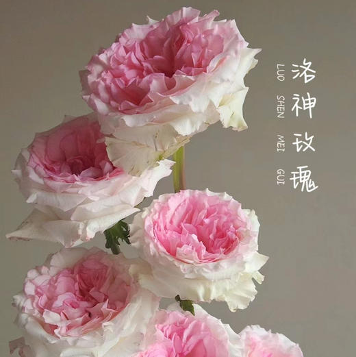 最新到货的洛神玫瑰！一束10支 商品图0