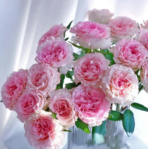 最新到货的洛神玫瑰！一束10支 商品图1