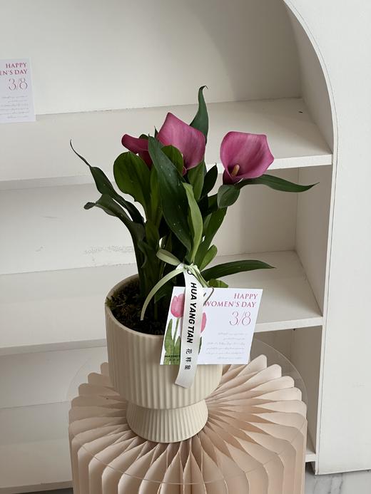 马蹄莲盆栽（每盆形态不同，介意慎拍） 商品图2