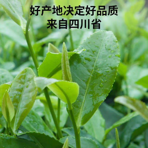 【正宗同仁堂品牌】北京同仁堂 青源堂 苦丁茶100g 四川严选 拒绝熏硫 经久耐泡 浓醇厚重SY 商品图2