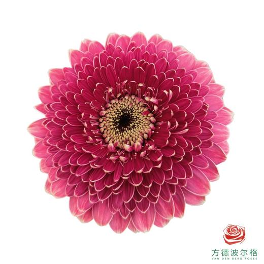 非洲菊 XXS 重瓣乌梅泡泡 10枝/扎 商品图0