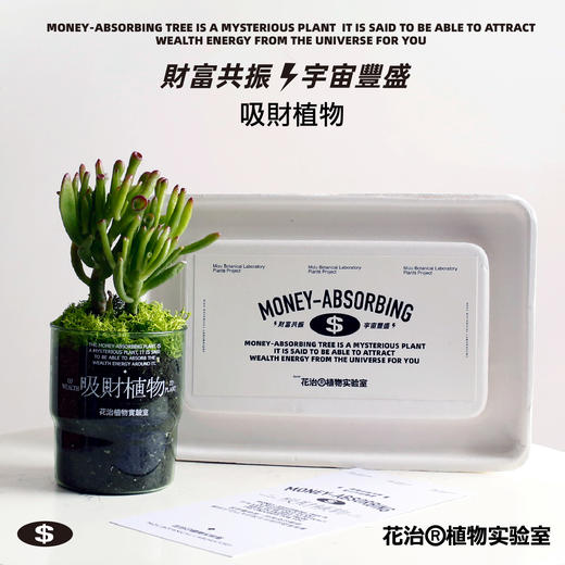 花治新品- 吸财植物 MONEY ABSORBING TREE 商品图1