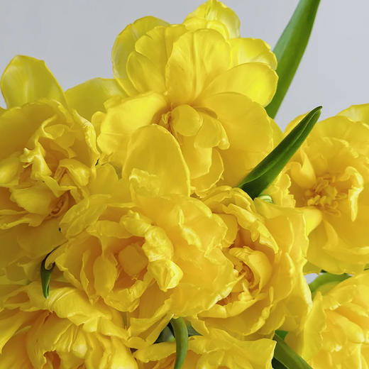班戟郁金香鲜切花9支 商品图3