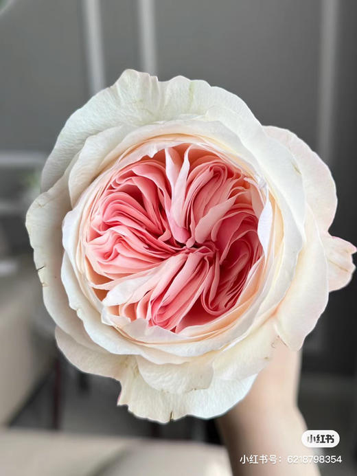 国产玫瑰-【凯瑟琳】 商品图1