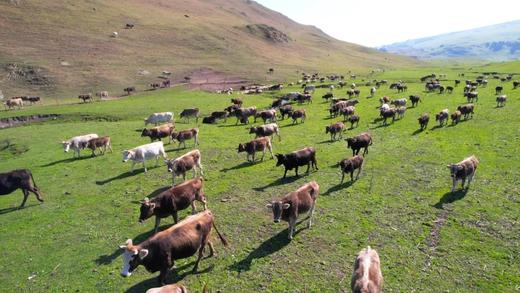 【配料只有生牛乳】放牧祁连 自然甘甜 | 云上传祁-A2β酪蛋白纯牛奶 乳糖不耐受的人也能喝 纯正A2蛋白营养 早餐牛奶 160ml*16瓶/箱 商品图13