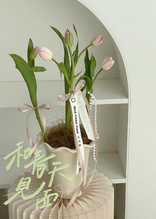 郁金香盆栽（每盆形态不同，介意慎拍） 商品图0