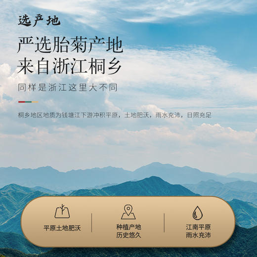 【正宗同仁堂品牌】北京同仁堂 青源堂 胎菊250克 严选桐乡胎菊  花型完整 自然清香 SY 商品图5