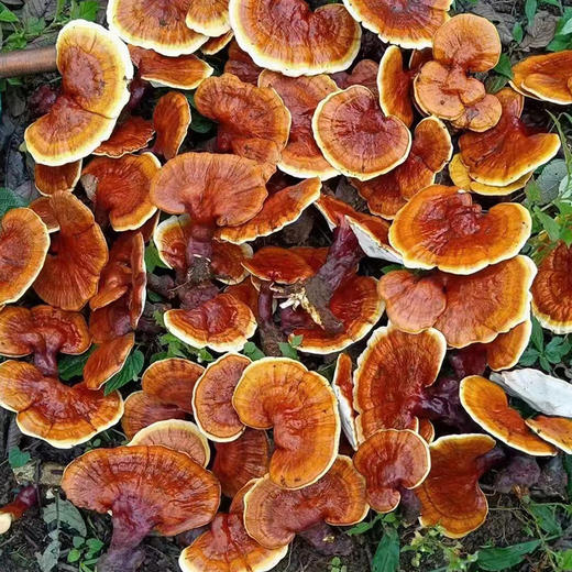 灵芝赤芝干货 黑灵芝整朵 赤灵芝 可打粉切片 深山高端礼品  懂行必入 商品图3