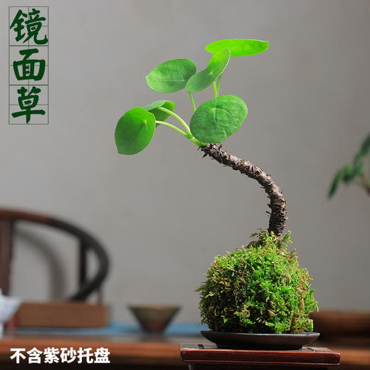 微盆景 商品图2