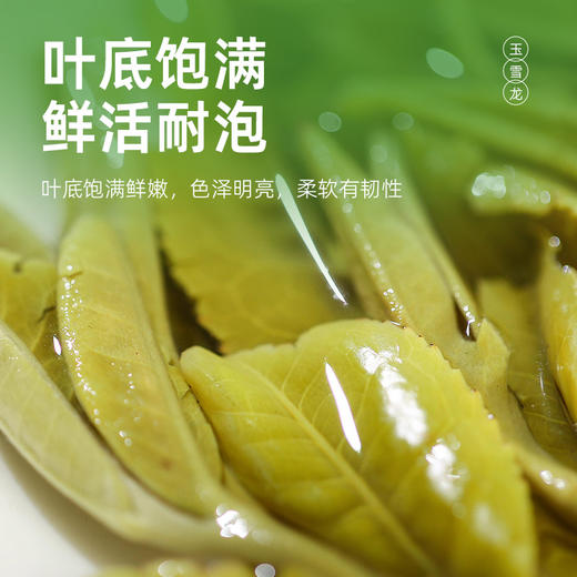 茶马世家丨玉雪龙 明前早春 云南绿茶 晒青绿茶 一级 125g 商品图3