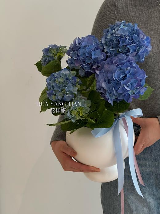 春日浪漫蓝色绣球盆栽（每盆形态不同，介意慎拍） 商品图1