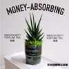 花治新品- 吸财植物 MONEY ABSORBING TREE 商品缩略图2