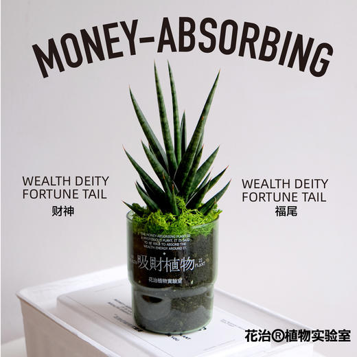 花治新品- 吸财植物 MONEY ABSORBING TREE 商品图2