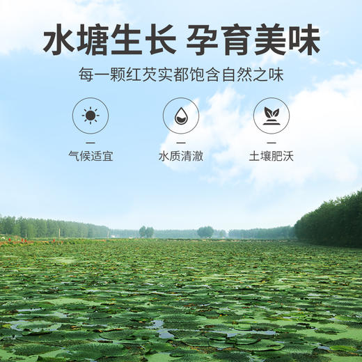 方家铺子 红芡实300g/袋装 商品图8