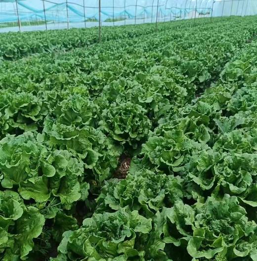 【贺兰山罗马生菜】1斤装～供港基地出品 商品图2