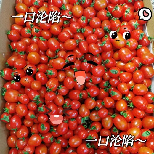 精品玲珑小番茄 两斤起售 商品图0