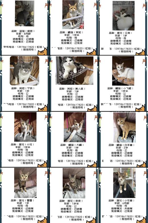 #以领养代替购买#给TA一个家 救助帮助流浪动物（本链接勿拍，仅提供领养信息） 商品图7