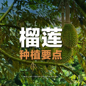榴莲的种植条件