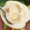 奶油芭乐新鲜水果正宗软糯奶油潘石榴软糯香甜 树上熟的奶油芭乐 营养价值高 商品缩略图3